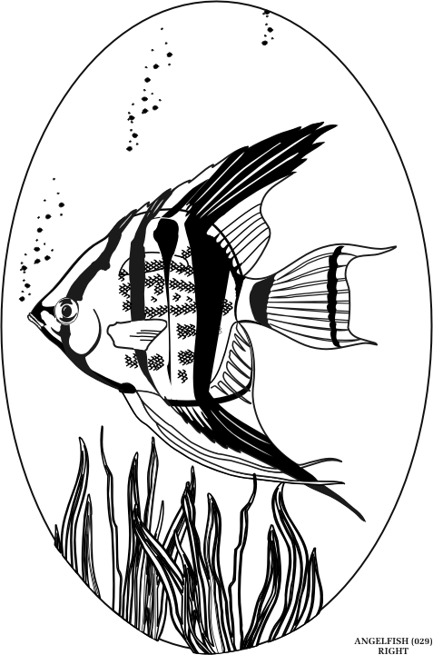 anglefish.gif