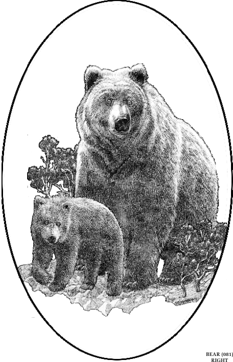 bear.gif