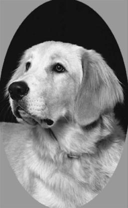osi403goldenlab72.jpg