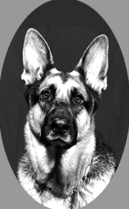 osi404germanshepherd72.jpg