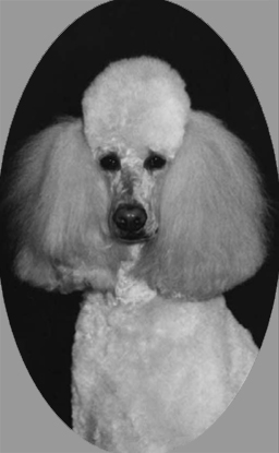 osi405poodle72.jpg