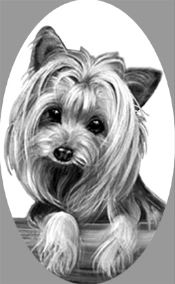 osi410yorkie.jpg