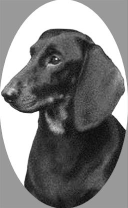 osi412dachshund.jpg