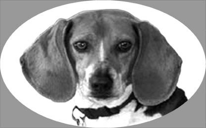 osi413beagle.jpg