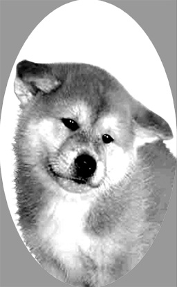 osi414akita.jpg