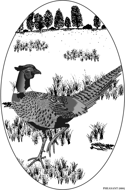 pheasant.gif