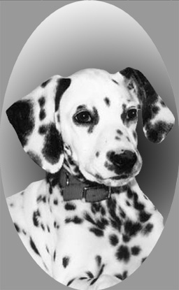 si406dalmatian.jpg