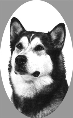 si407alaskanmalamute.jpg