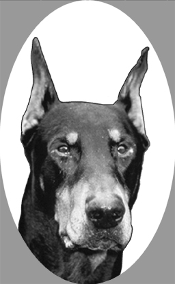 si409dobermanv3.jpg