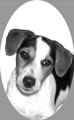 si411jackrussell.jpg