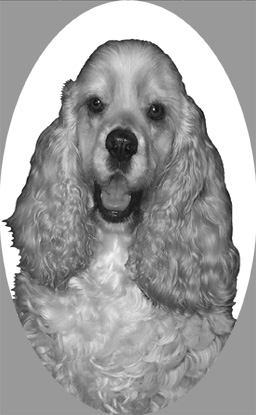 si415cockerspanielv2.jpg