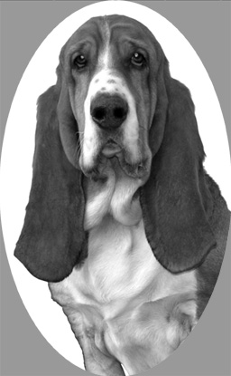 si417bassethoundv2.jpg
