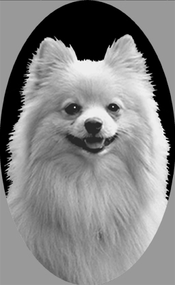 si420pomeranian.jpg