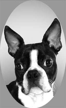 si421bostonterrier.jpg