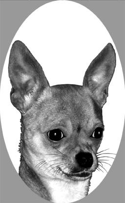 si423chihuahuav2.jpg