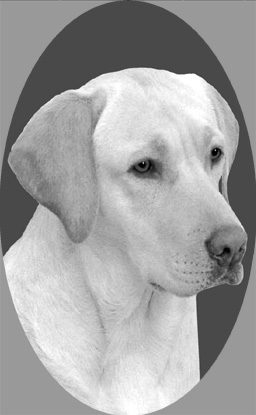 si424labradorretrieverv2.jpg