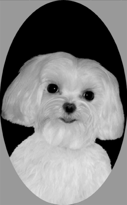 si426maltese.jpg