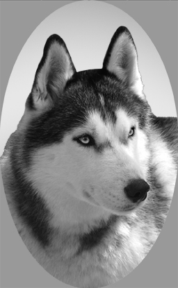 si427siberianhusky.jpg
