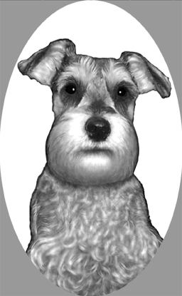 si428schnauzerv3.jpg