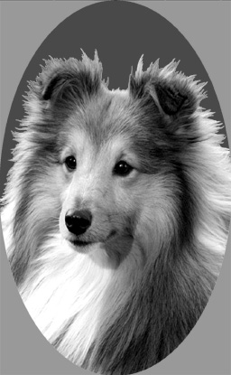 si430sheltiev2.jpg