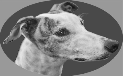 si431greyhound.jpg