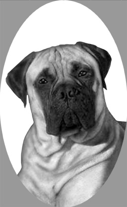 si432bullmastiff.jpg