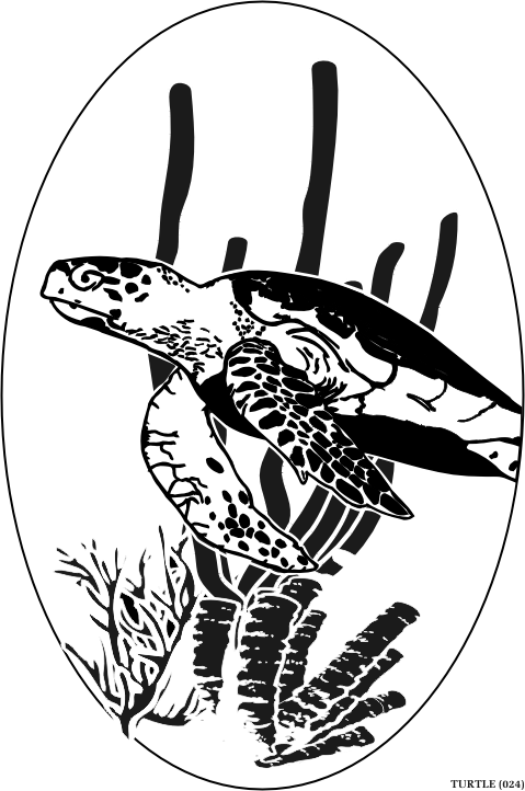 turtle.gif