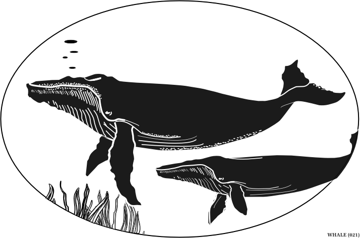 whale.gif